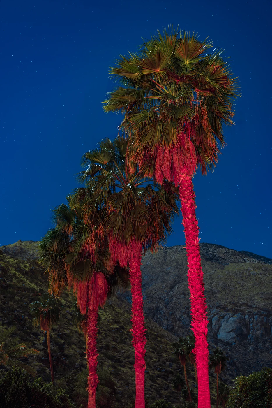 Three tall palm trees with trunks lit hot pink against a deep blue starry sky and a dark rocky mountain.