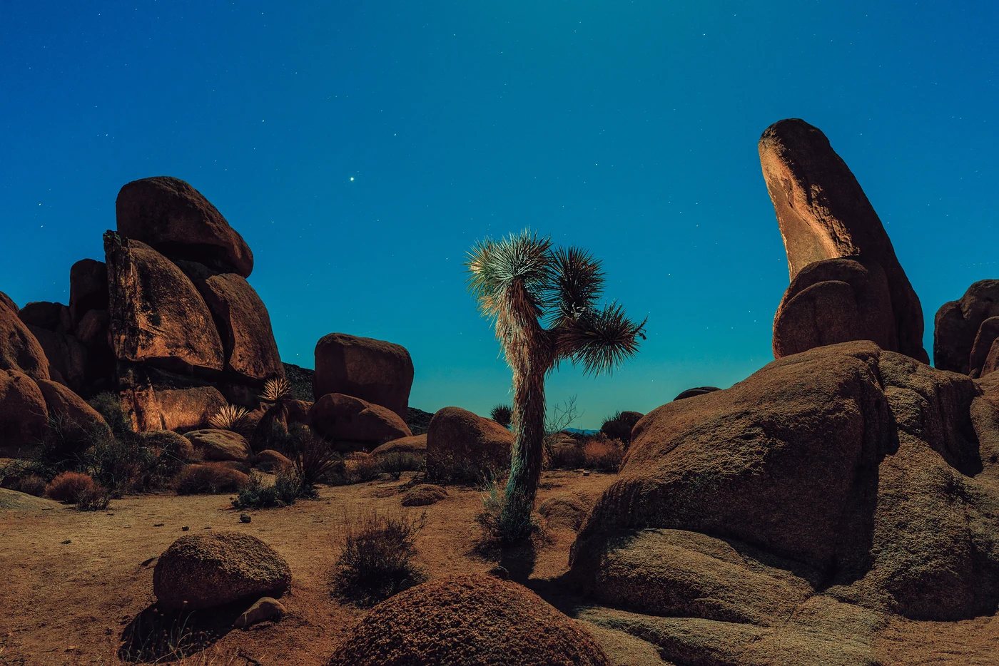 Lone Joshua tree between tall granite boulders at night under a deep blue starry sky in Joshua Tree National Park.