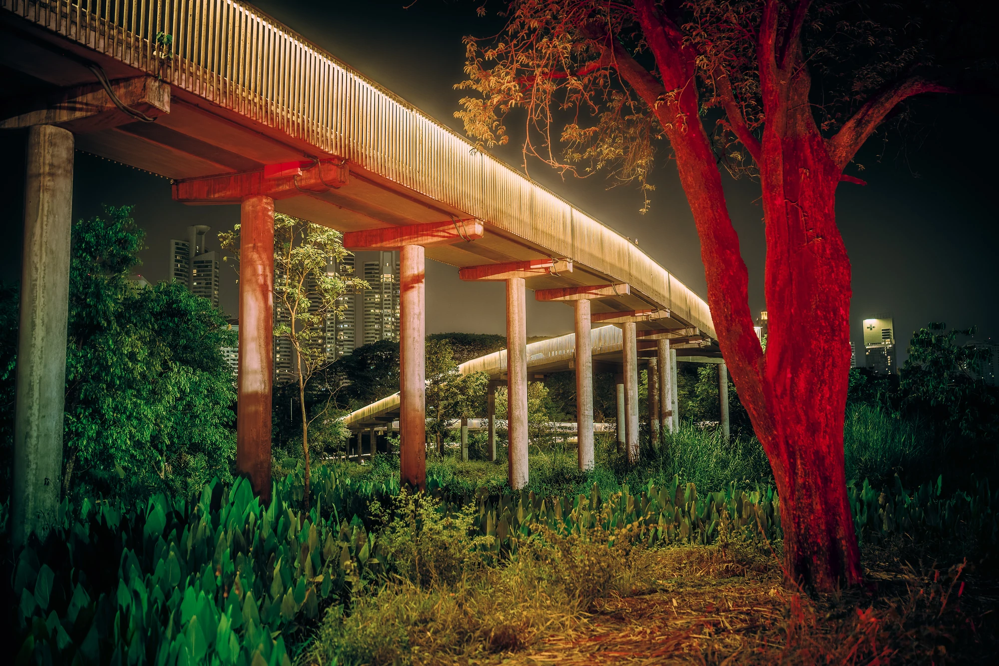 A tree lit red beside an elevated walkway in Benjakitti Forest Park, Bangkok